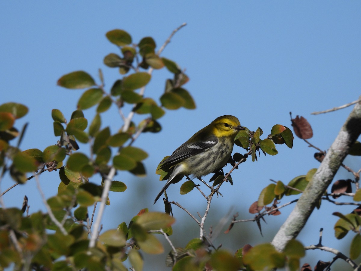 Paruline à gorge noire - ML644539141