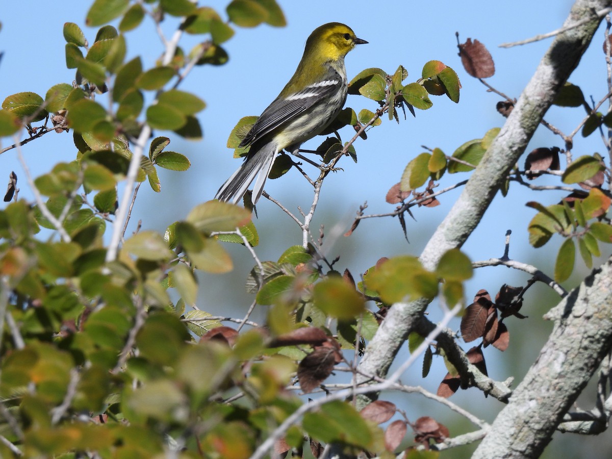 Paruline à gorge noire - ML644539142