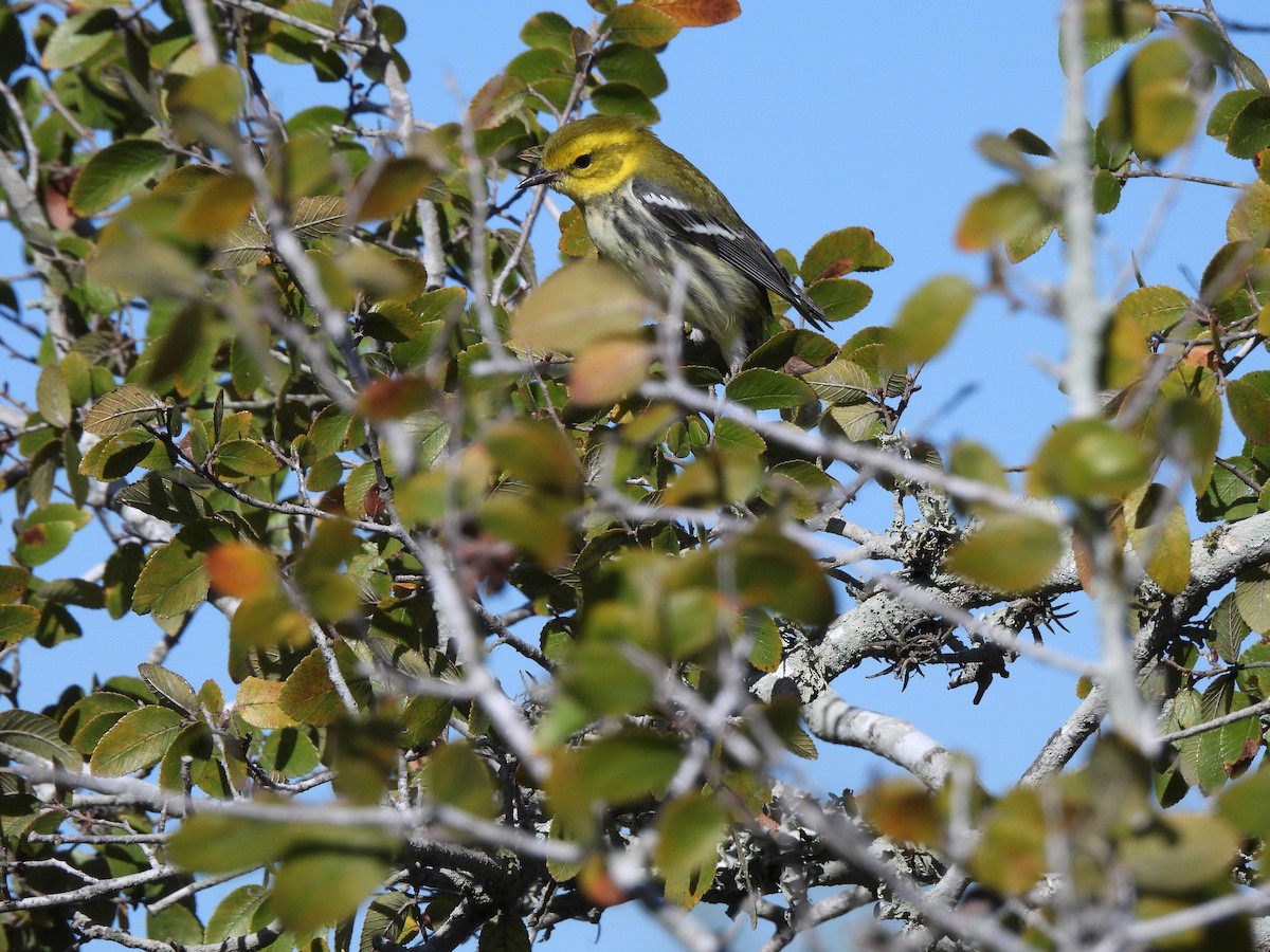 Paruline à gorge noire - ML644539143