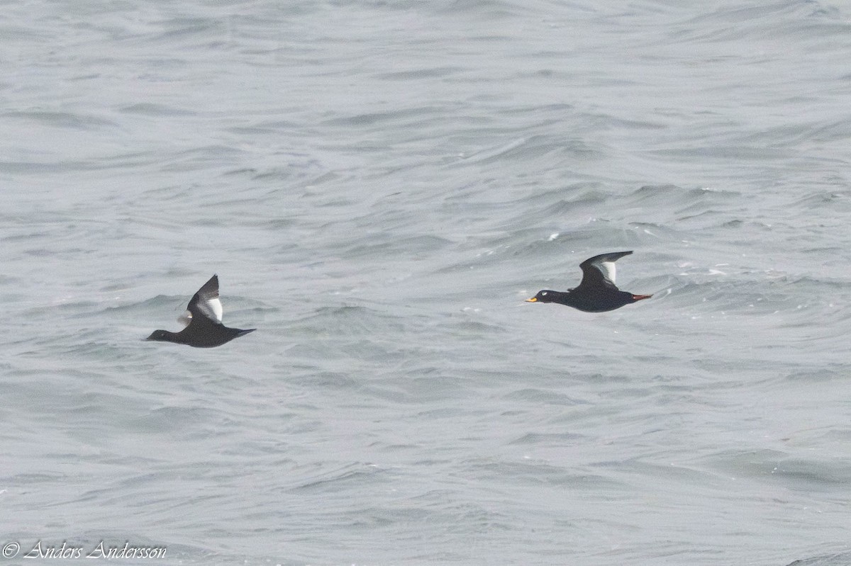 Macreuse brune - ML644539144