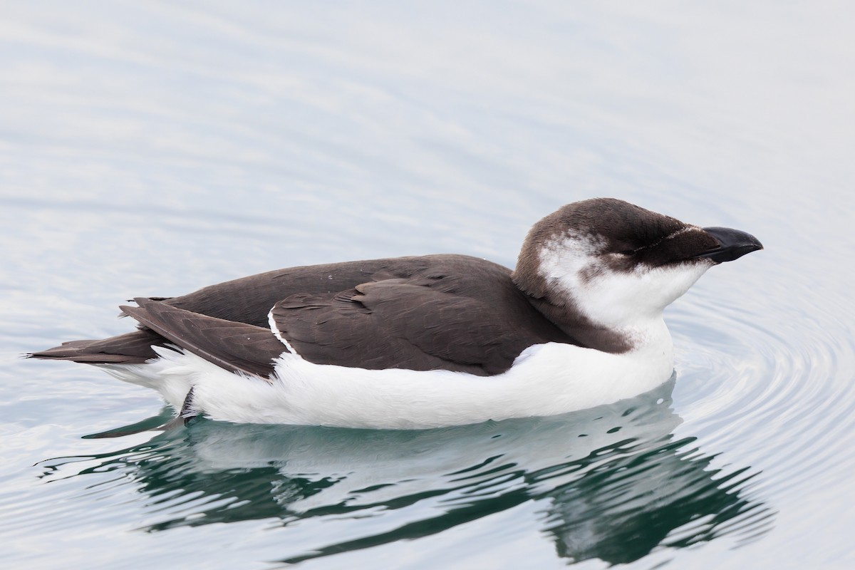Razorbill - ML644539160