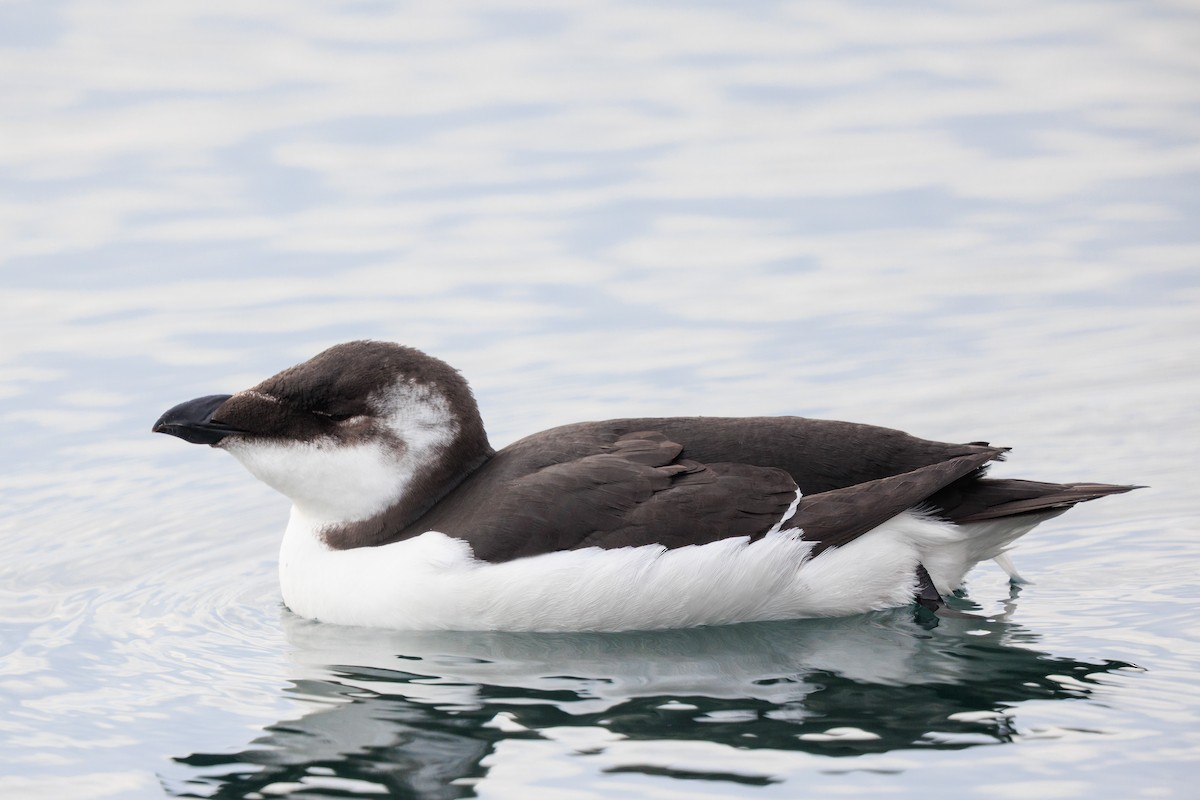 Razorbill - ML644539161