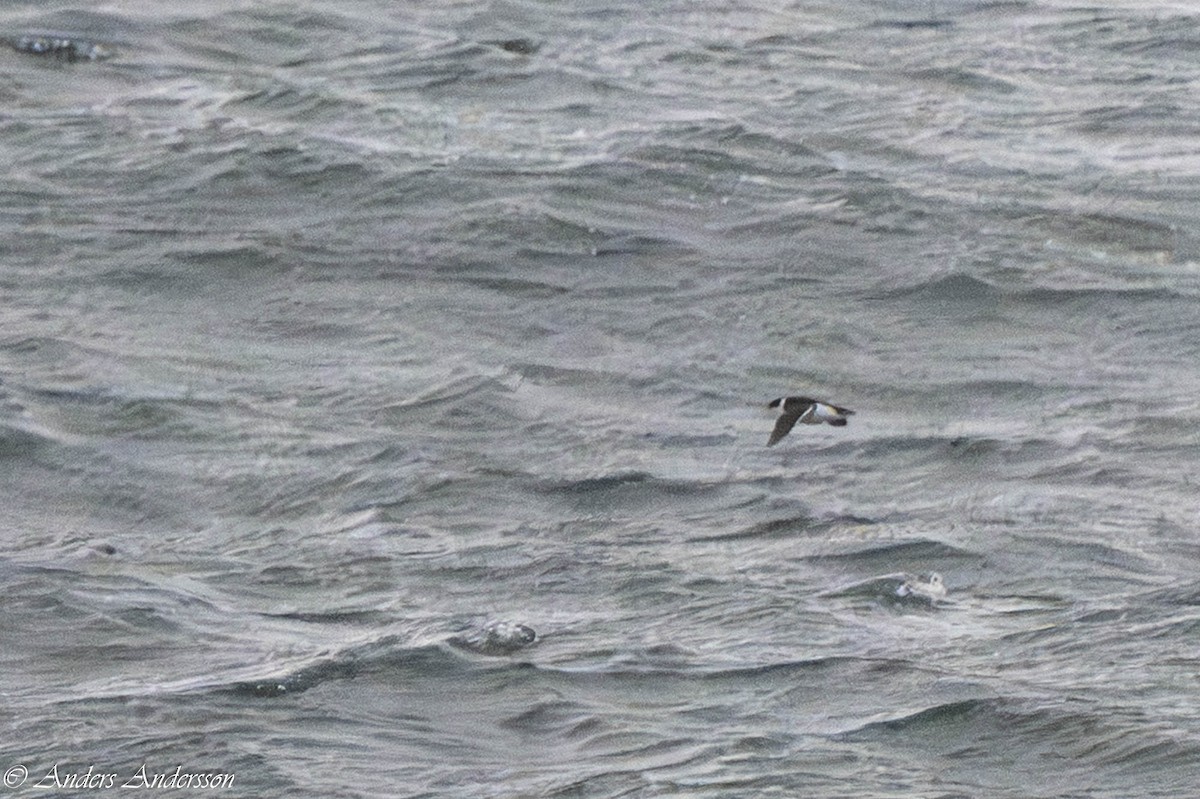 Люрик - ML644539162