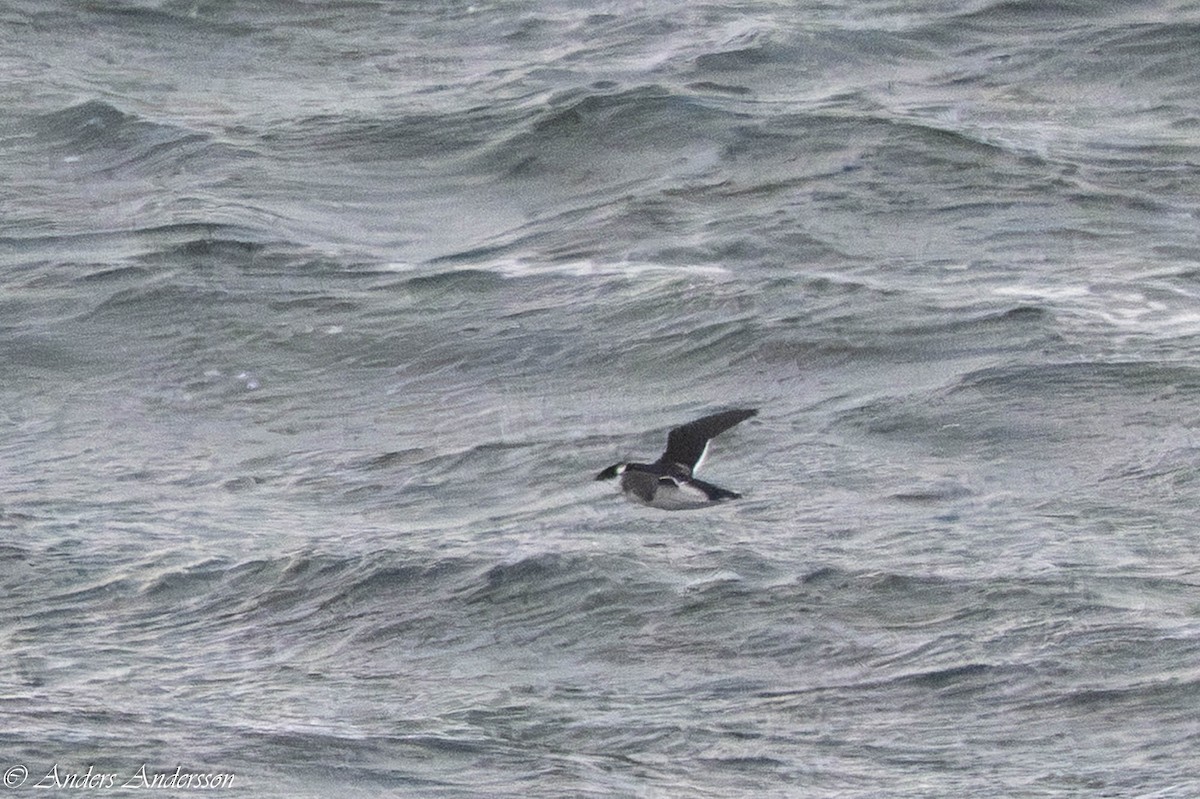 Люрик - ML644539165