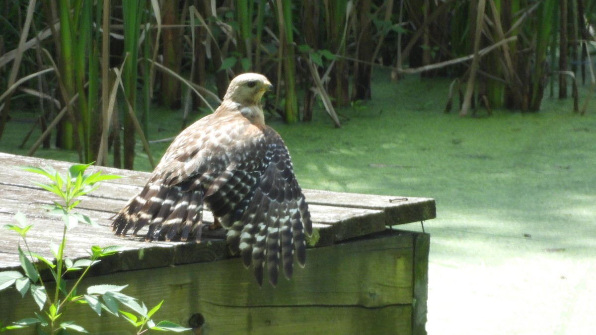 Red-shouldered Hawk - ML644539166