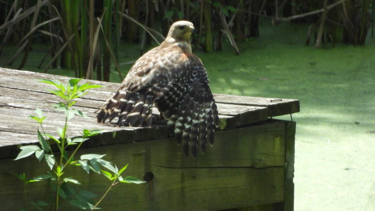 Red-shouldered Hawk - ML644539167