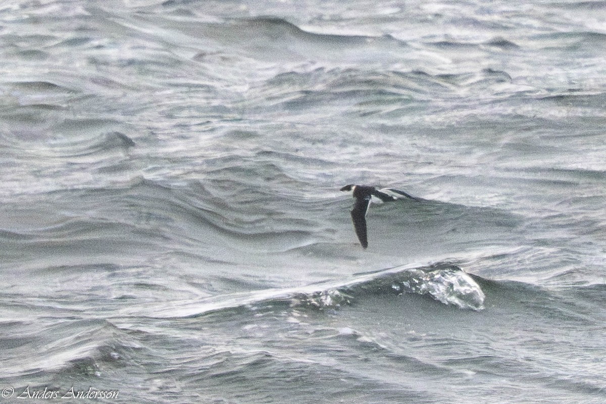 Люрик - ML644539169