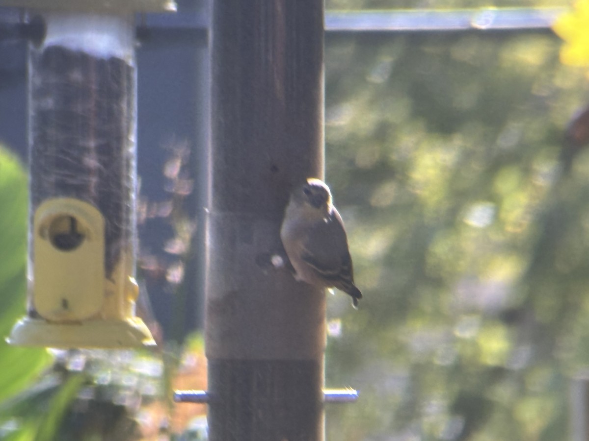 American Goldfinch - ML644539171
