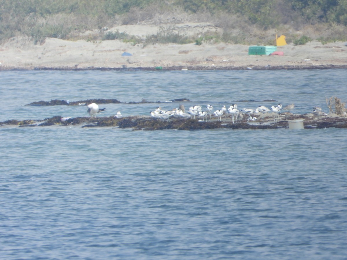 Drome ardéole - ML644539173