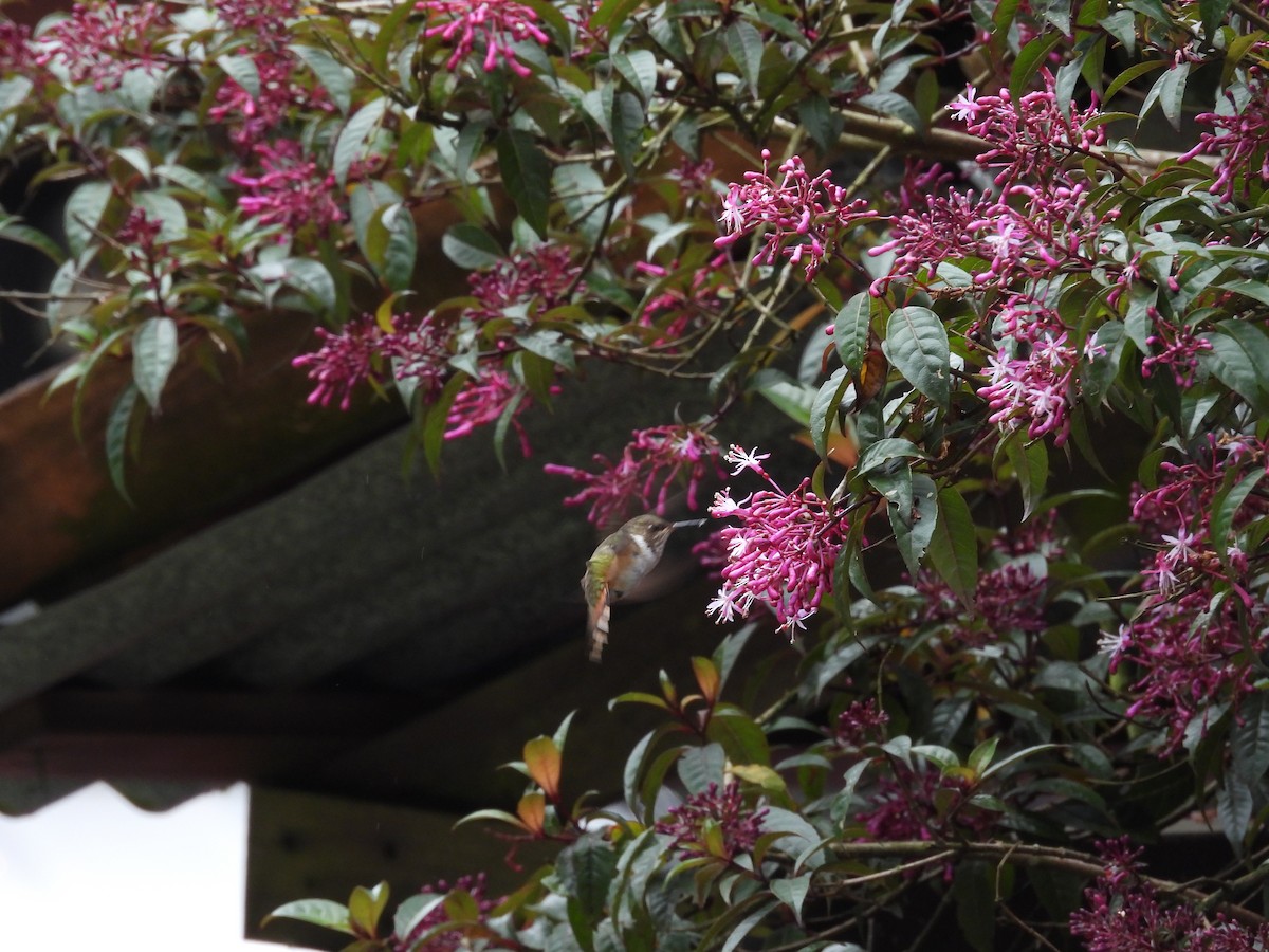 Volcano Hummingbird - ML644539174