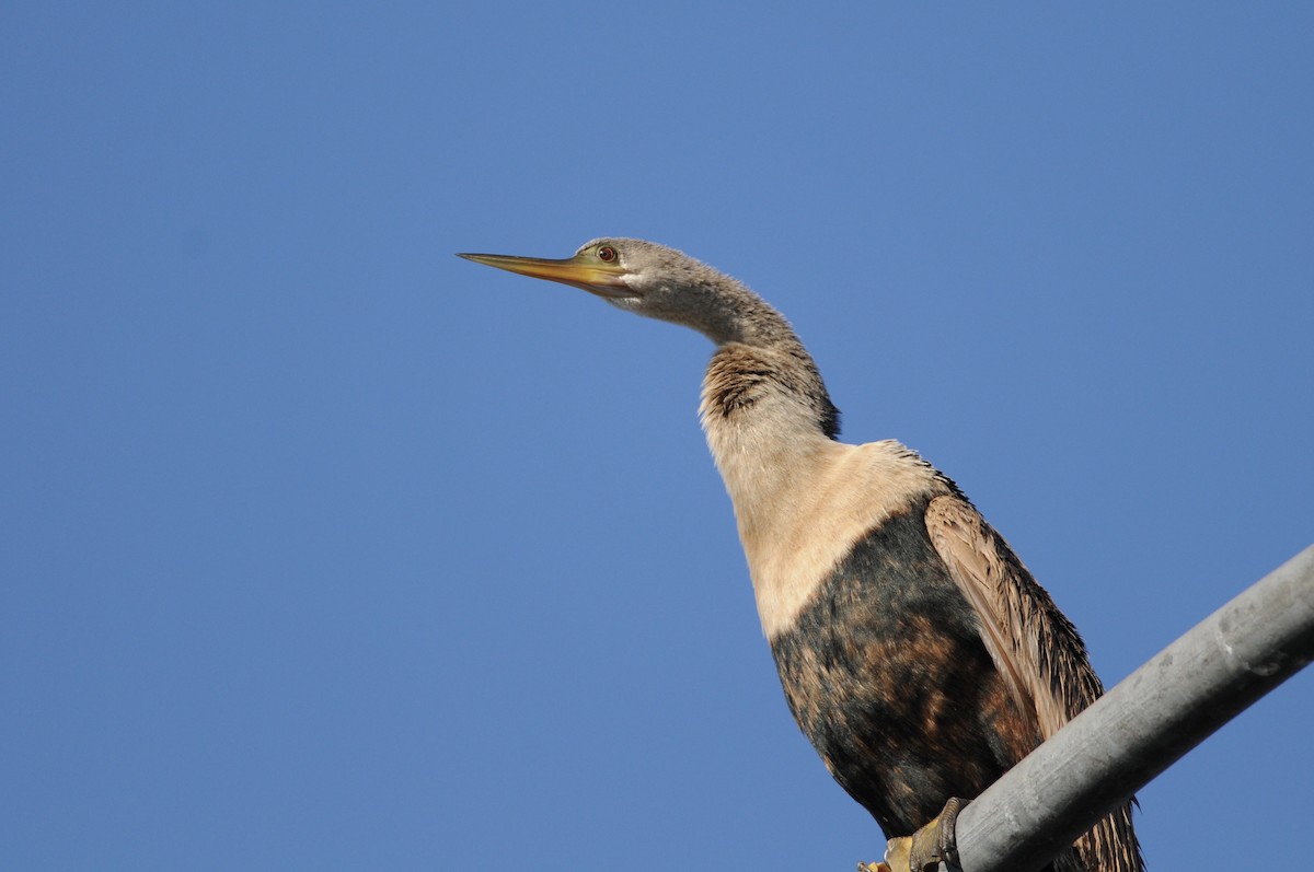 Anhinga - ML644539181