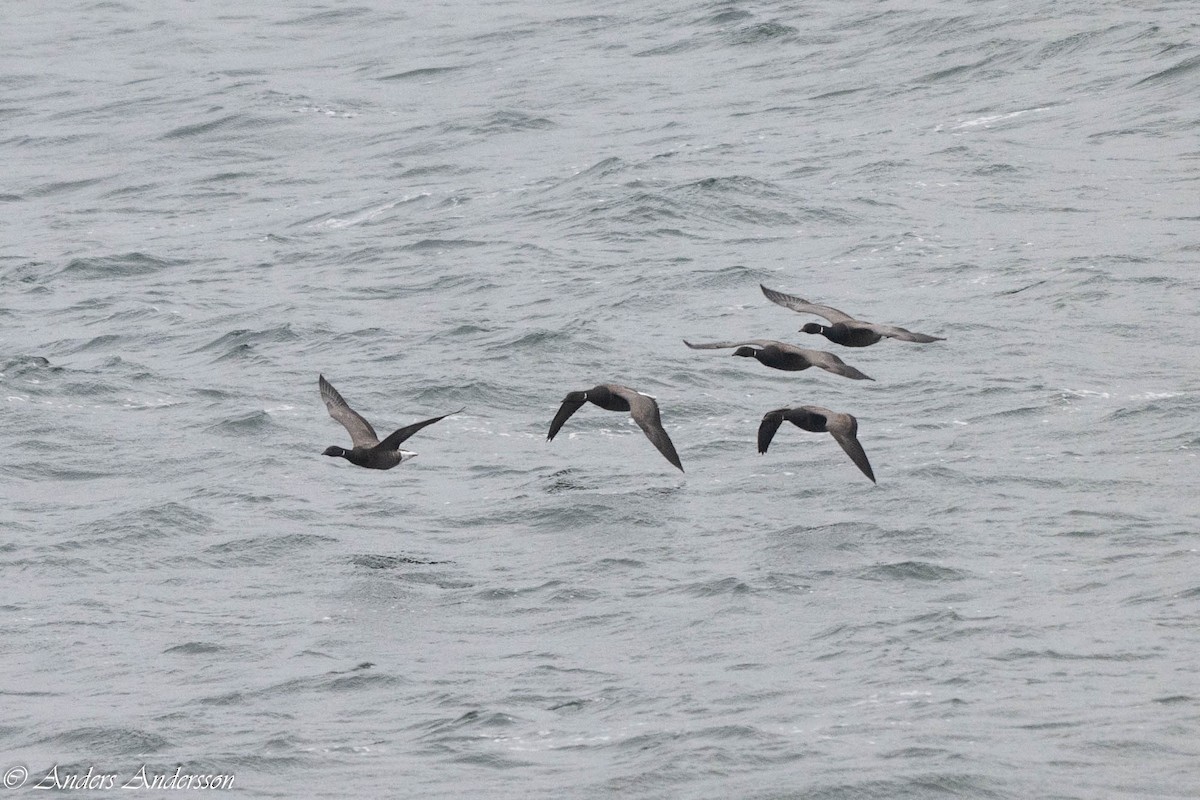 Brant (Dark-bellied) - ML644539185