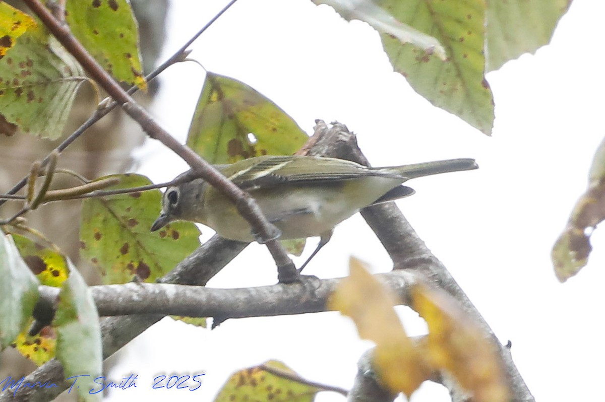 Viréo à tête bleue - ML644539186