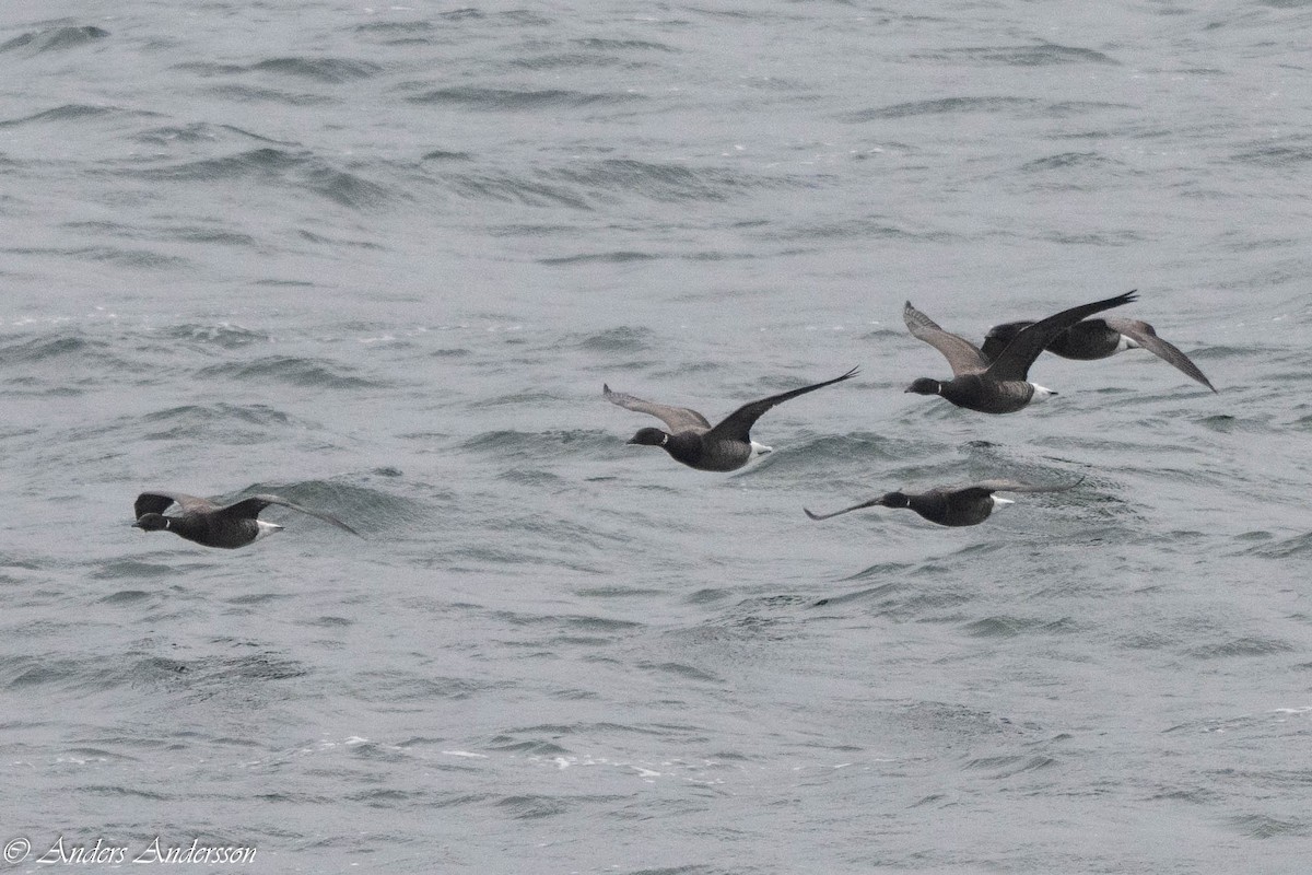 Brant (Dark-bellied) - ML644539187