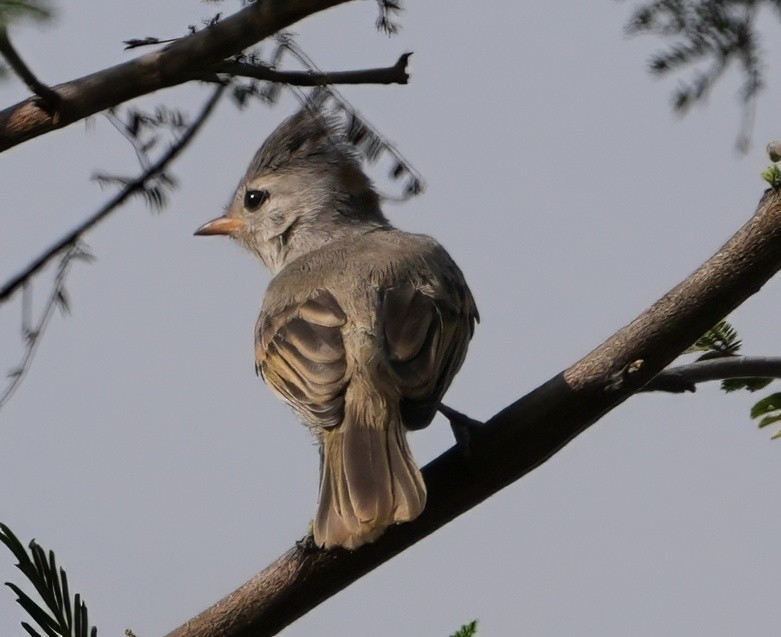 Southern Beardless-Tyrannulet - ML644539188