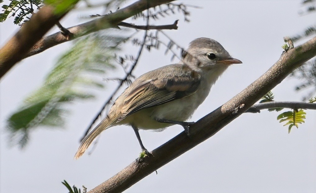 Southern Beardless-Tyrannulet - ML644539189
