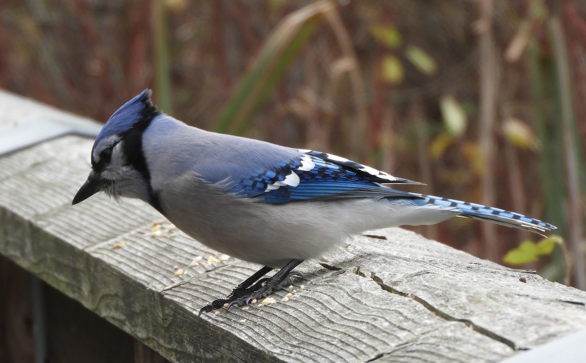 Blue Jay - ML644539190