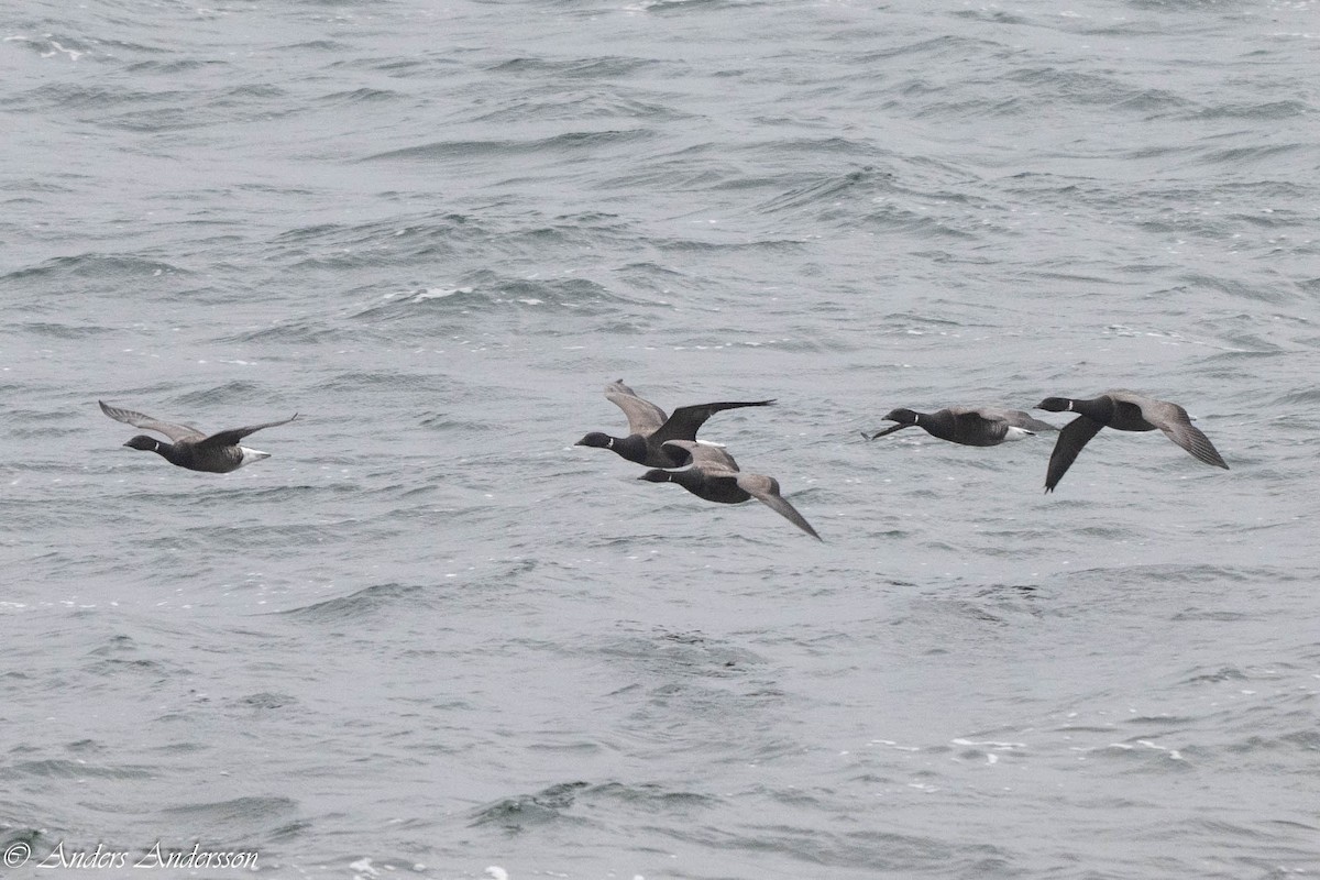 Brant (Dark-bellied) - ML644539191