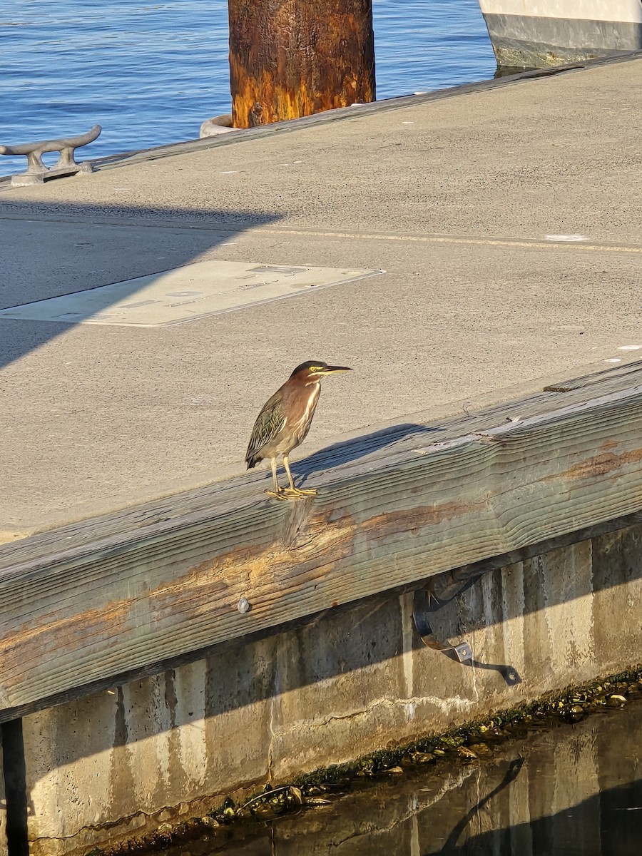 Green Heron - ML644539193