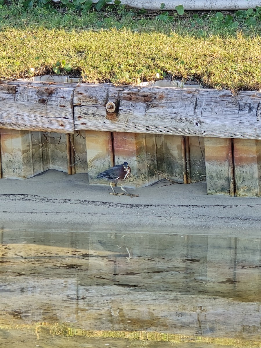 Green Heron - ML644539195