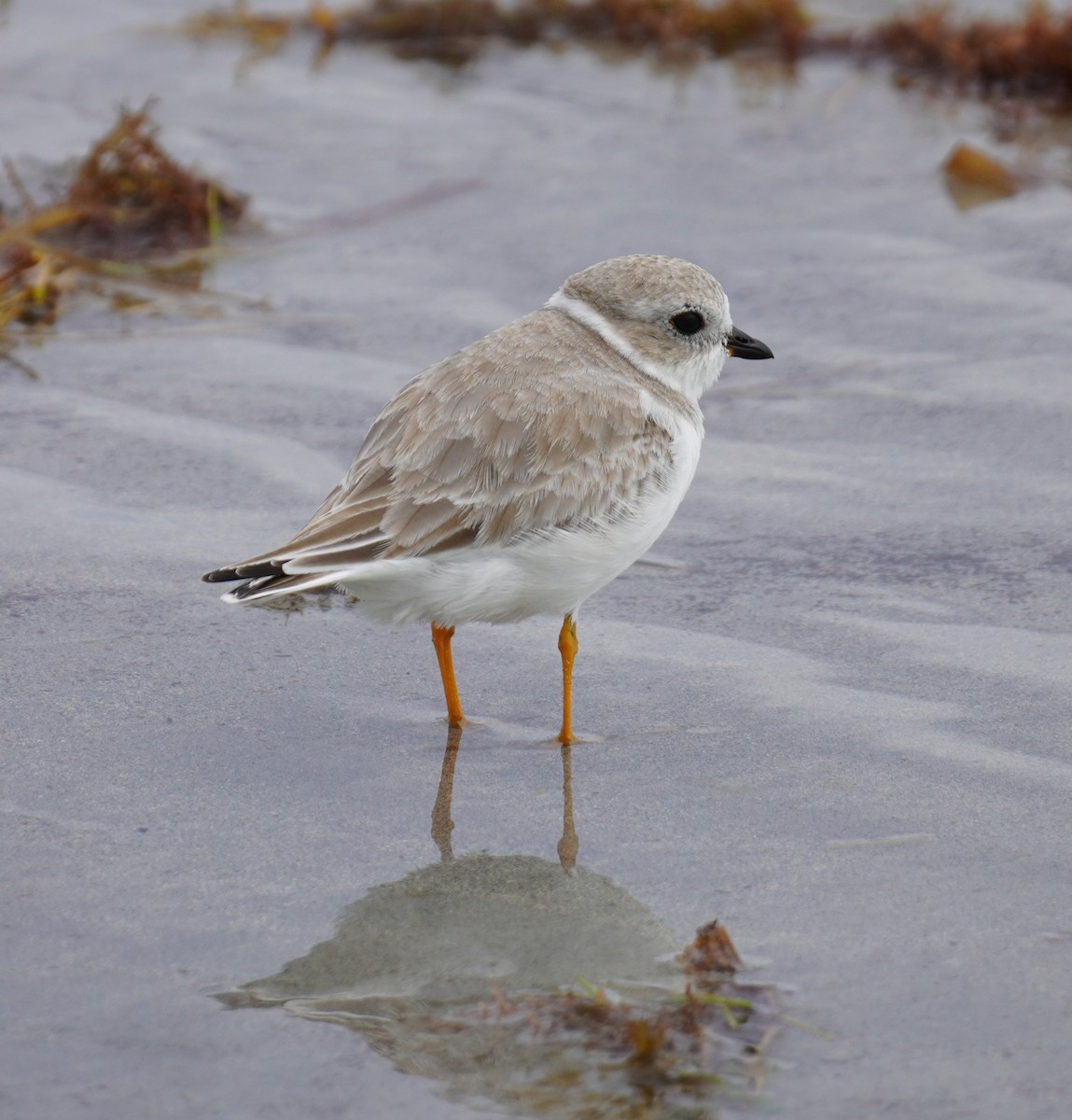 Piping Plover - ML644539196