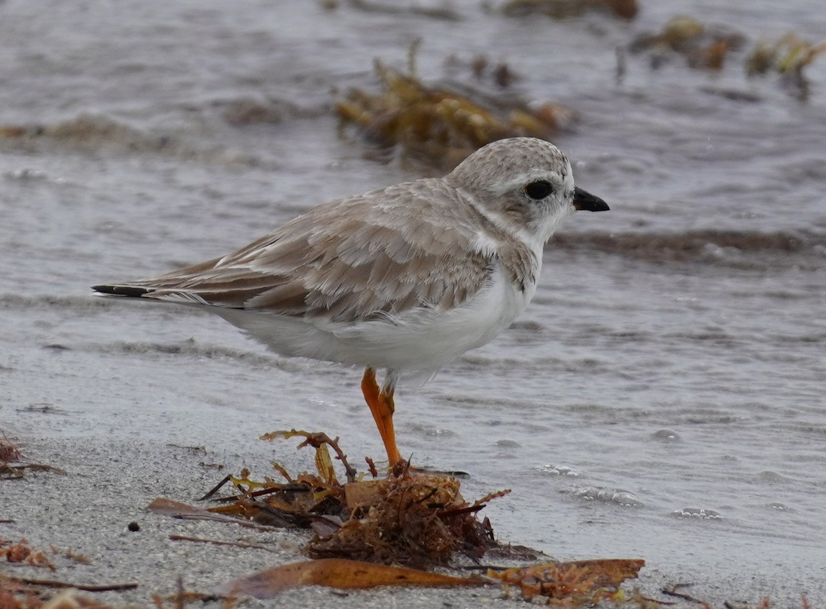 Piping Plover - ML644539197