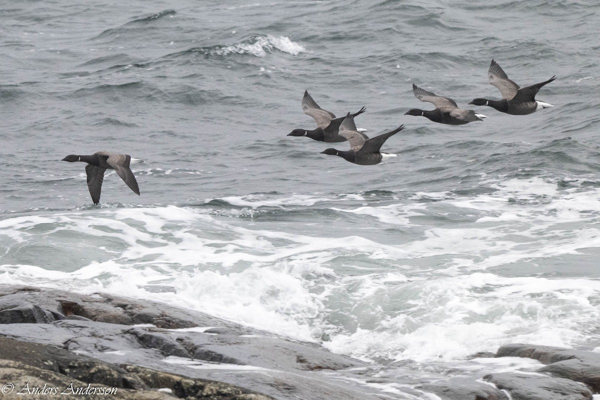 Brant (Dark-bellied) - ML644539200