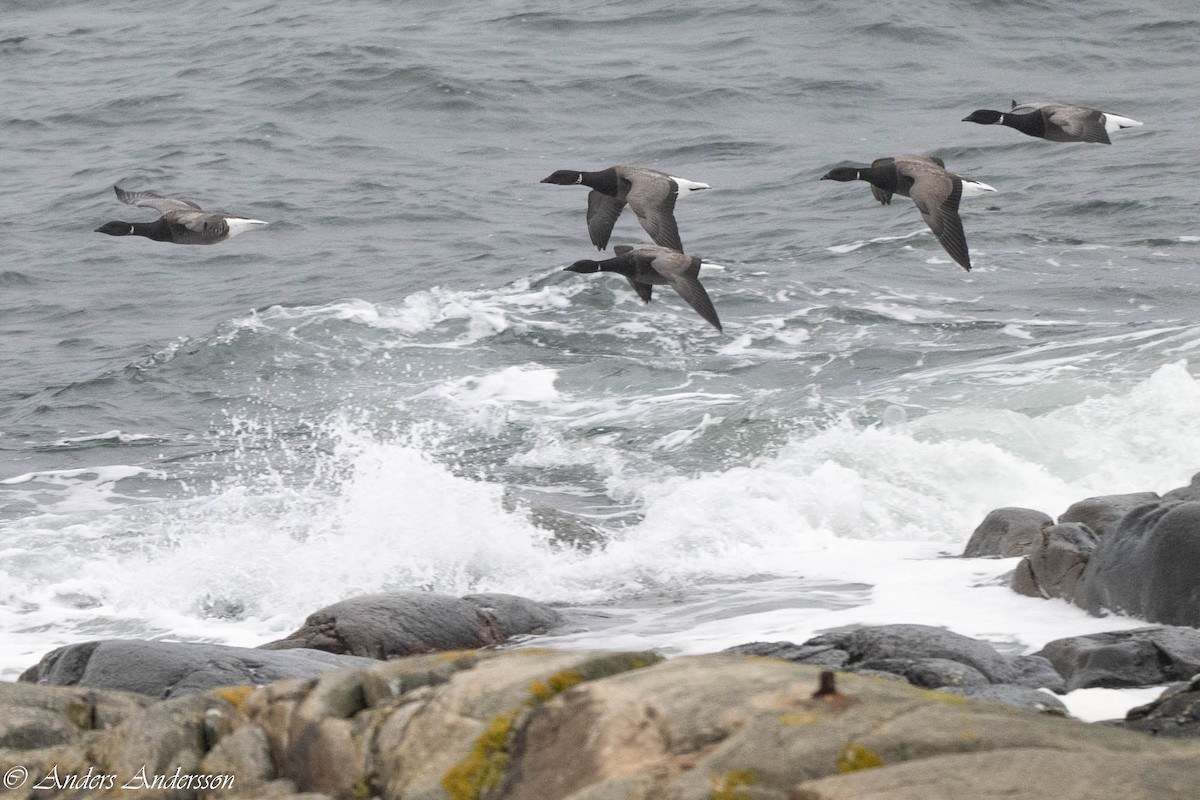 Brant (Dark-bellied) - ML644539202