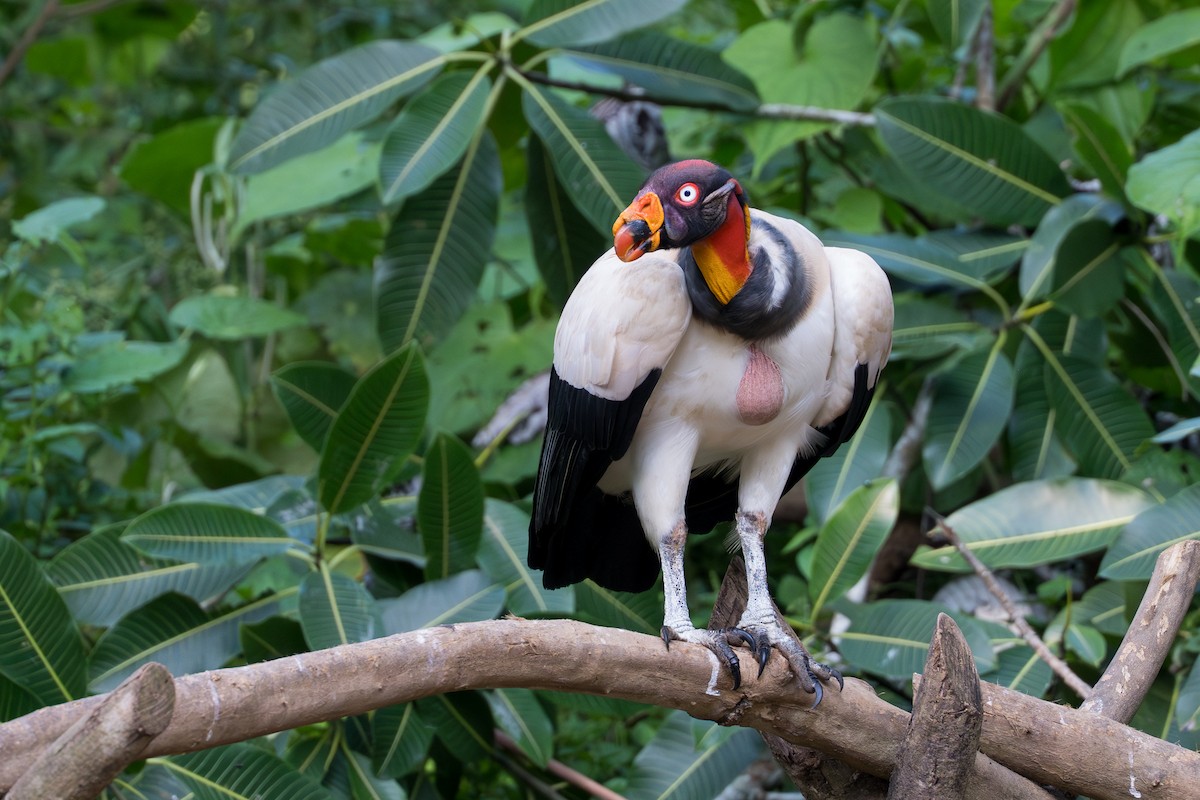King Vulture - ML644539204