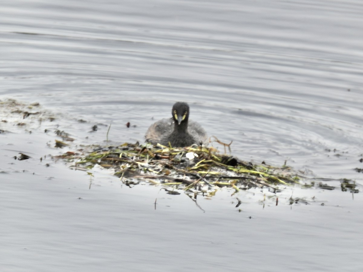 Australasian Grebe - ML644539206