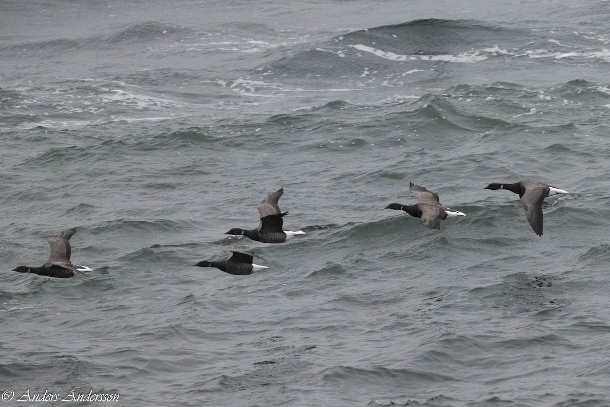 Brant (Dark-bellied) - ML644539207