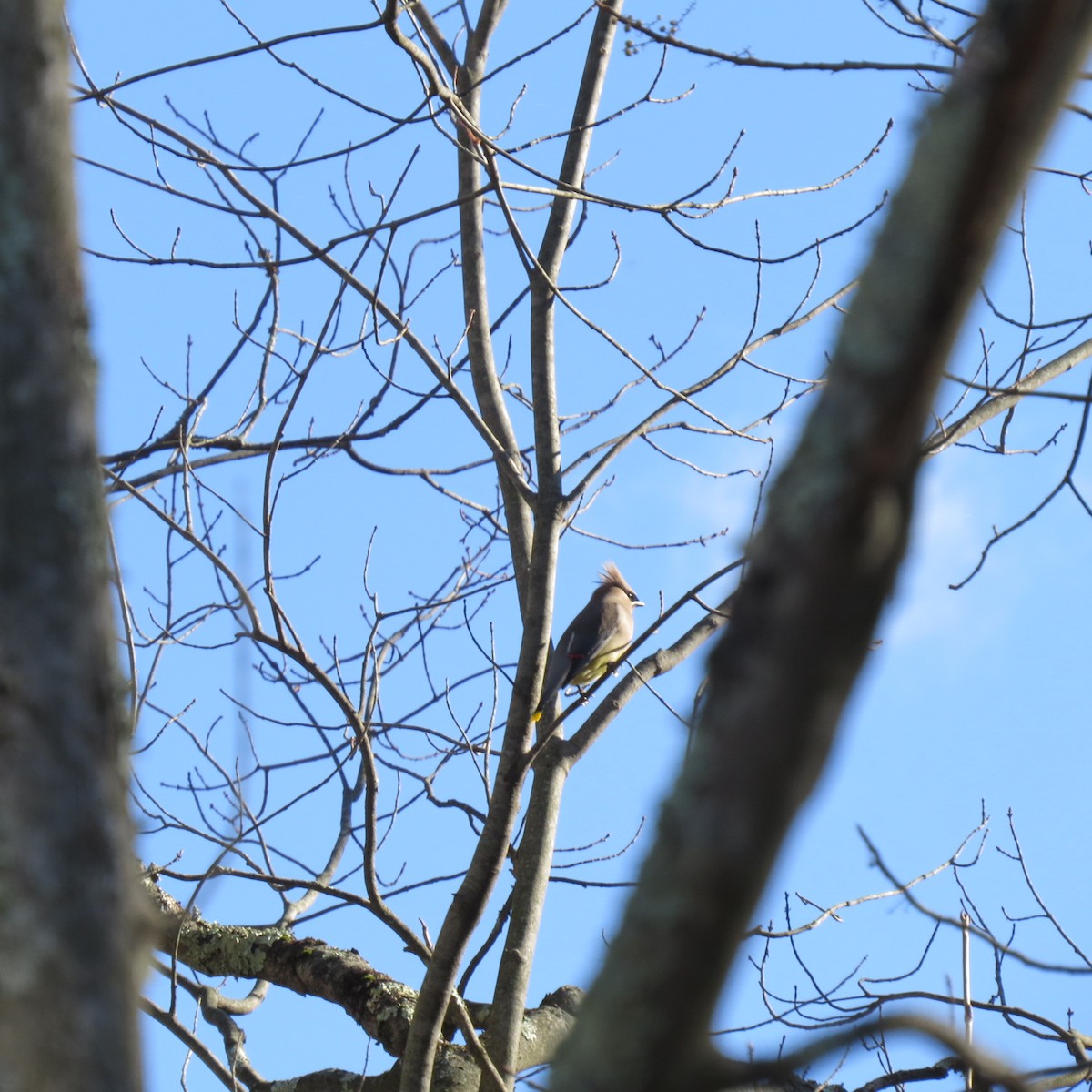 Cedar Waxwing - ML644539208