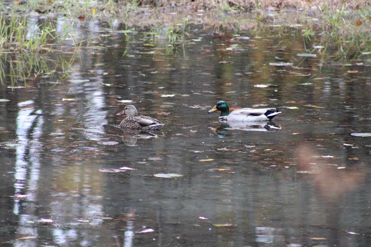 Mallard - ML644539212