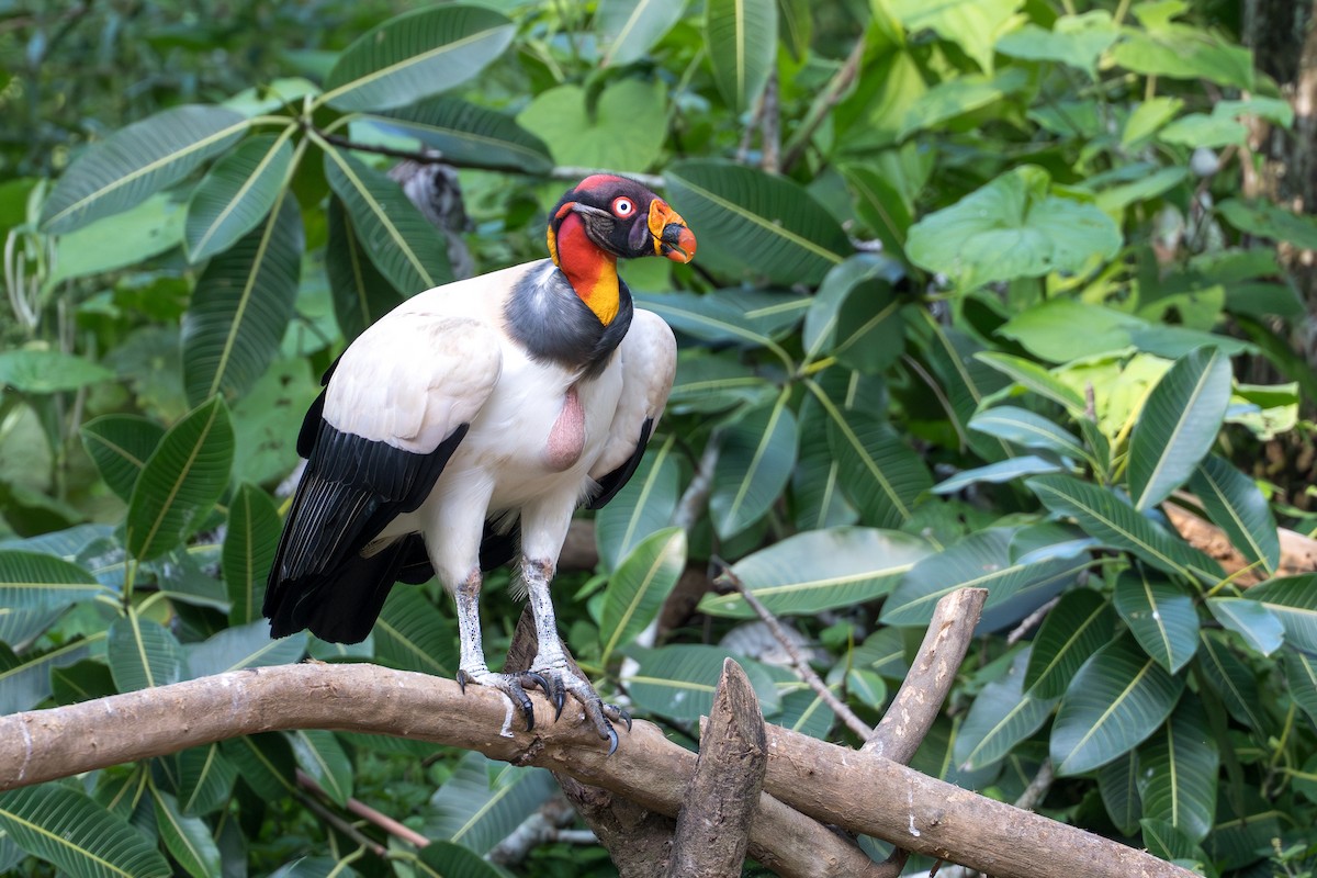 King Vulture - ML644539215