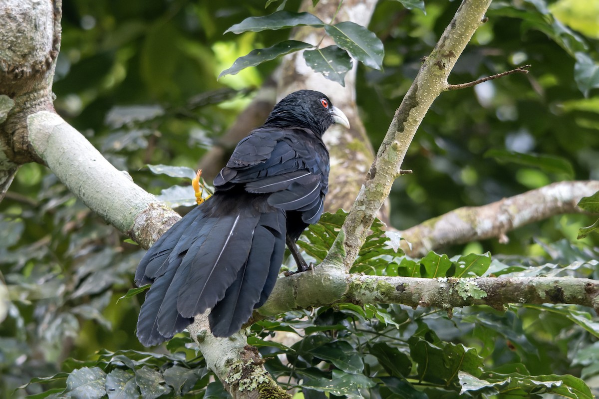 Greater Black Coucal - ML644539218