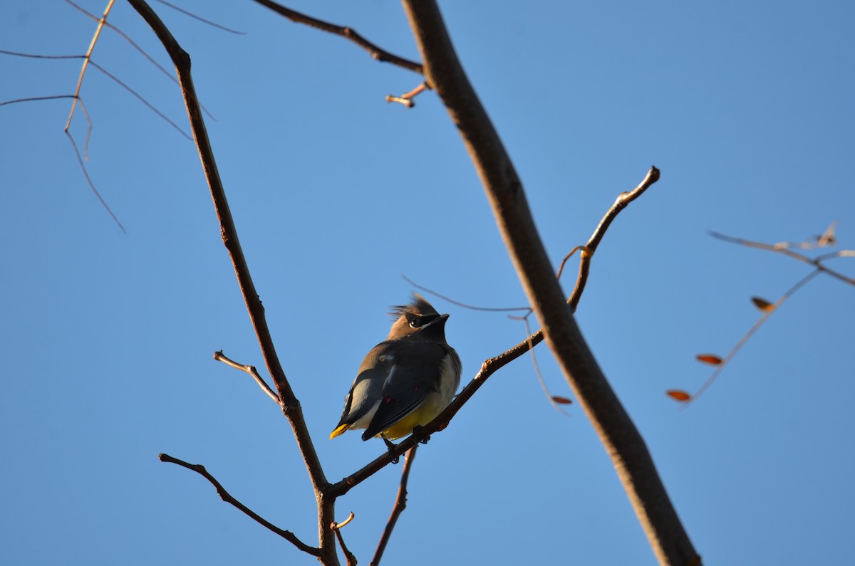 Cedar Waxwing - ML644539220
