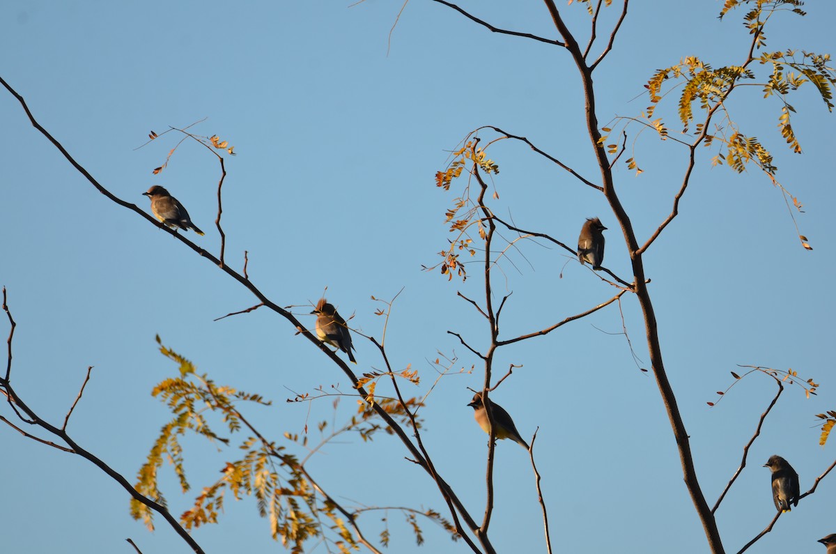 Cedar Waxwing - ML644539222