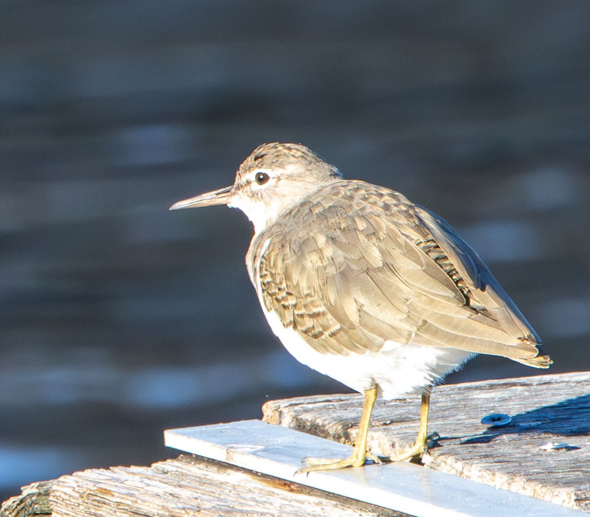 Spotted Sandpiper - ML644539223