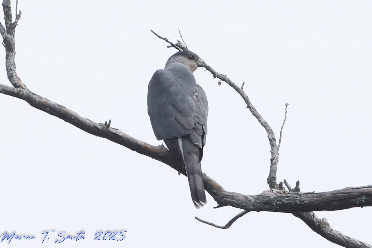 Cooper's Hawk - ML644539228