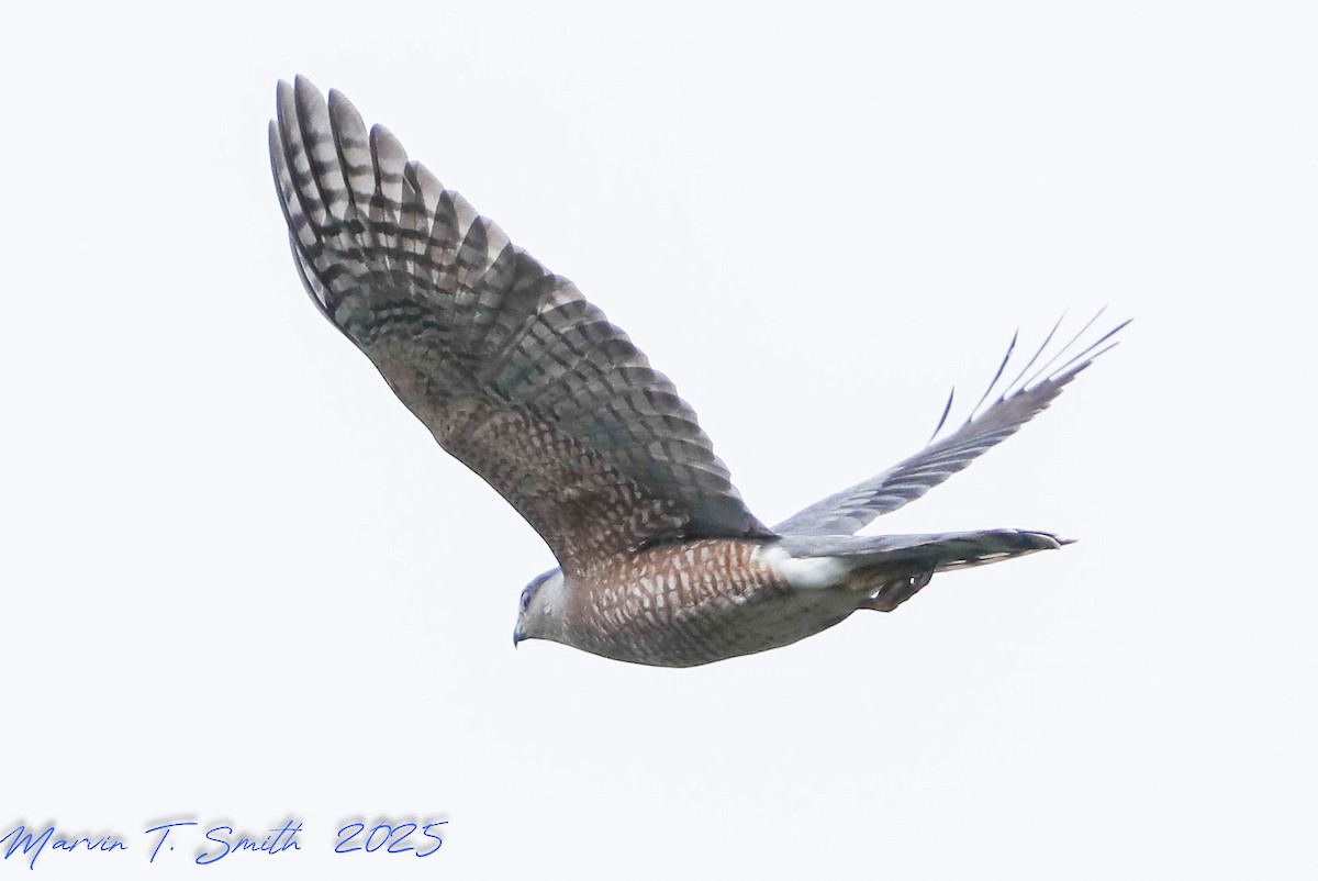 Cooper's Hawk - ML644539229