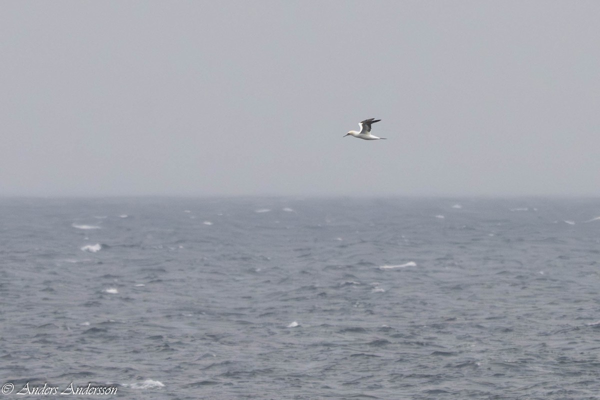 Сула атлантична - ML644539234