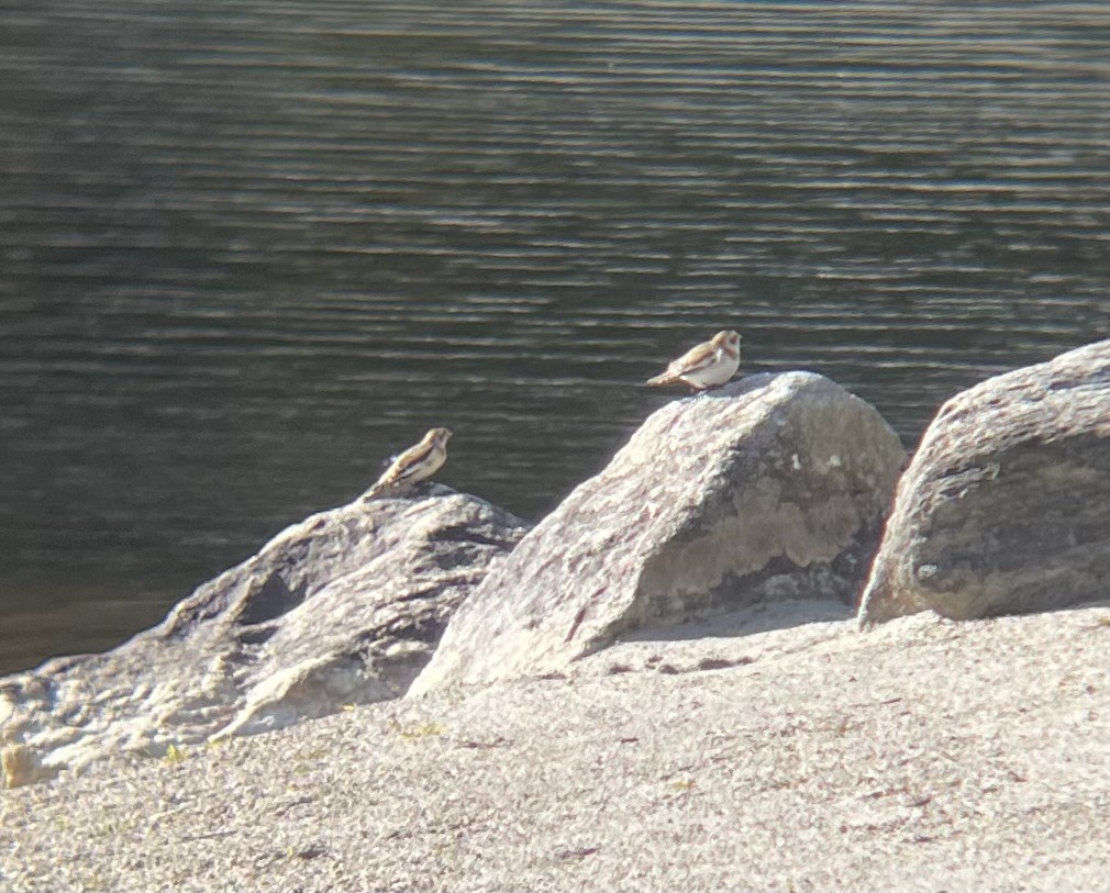 Snow Bunting - ML644539242