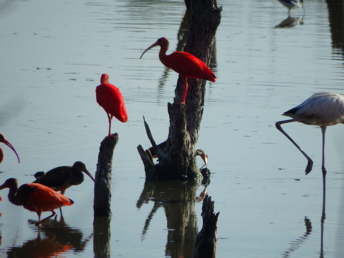 Al Aynak - ML644539249