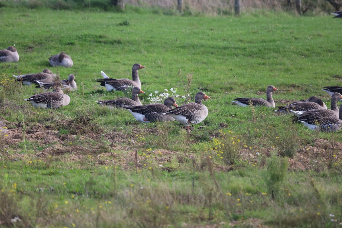 灰雁 - ML644539253