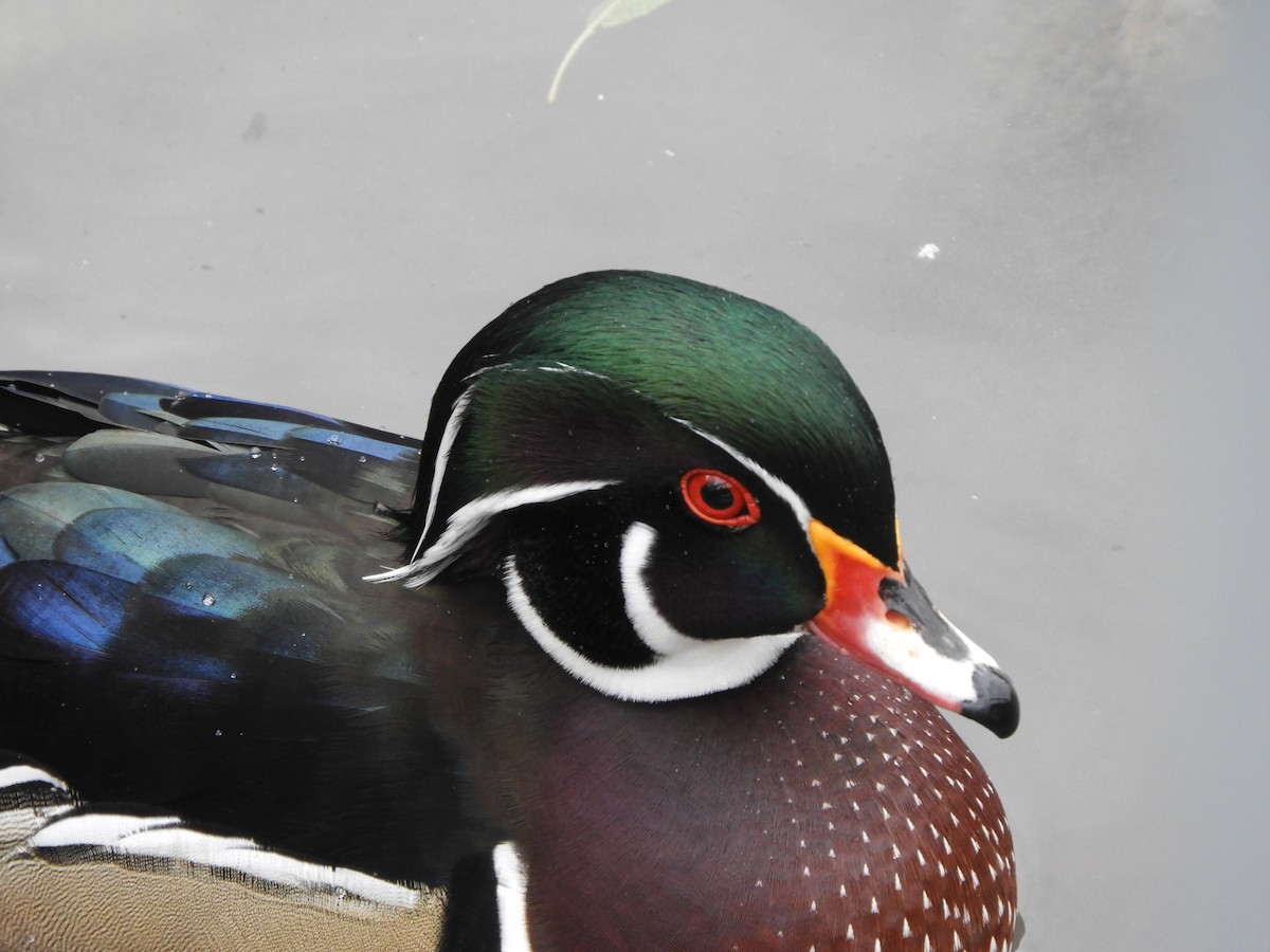 Wood Duck - ML644539255