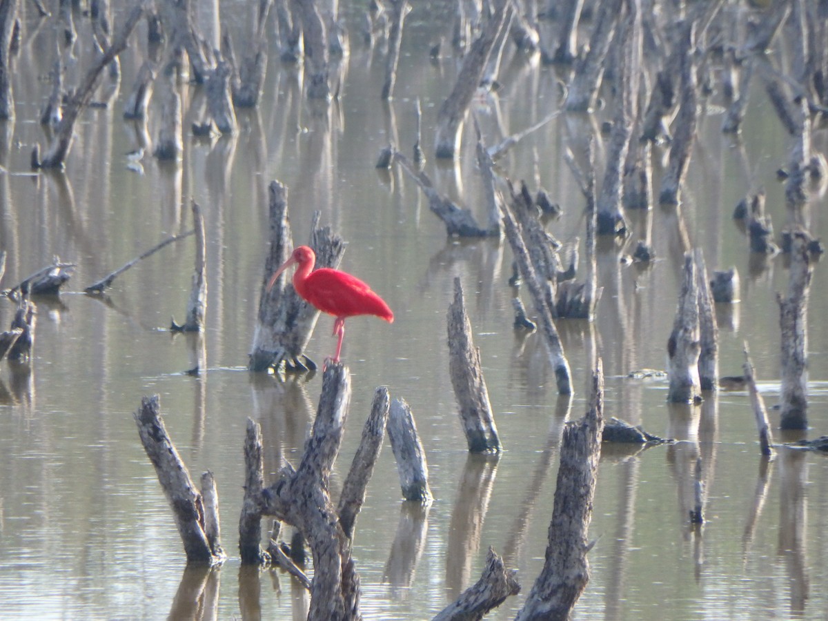 Al Aynak - ML644539257