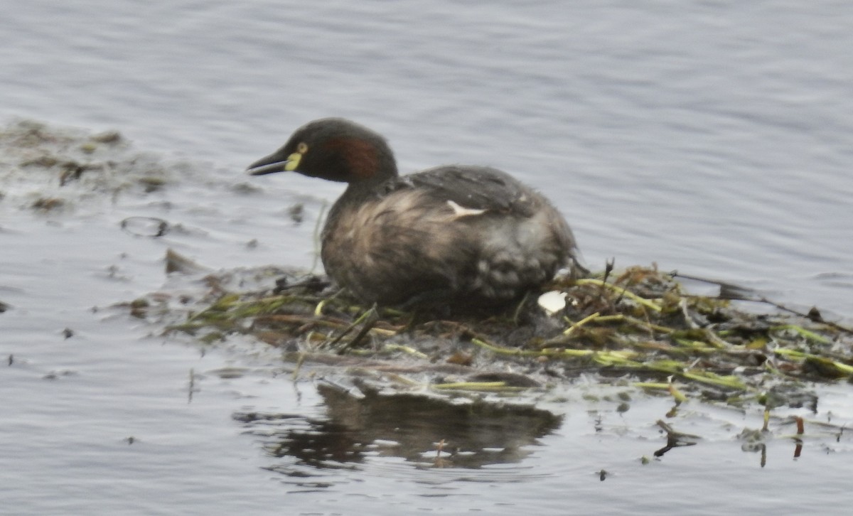 Австралийская поганка - ML644539267