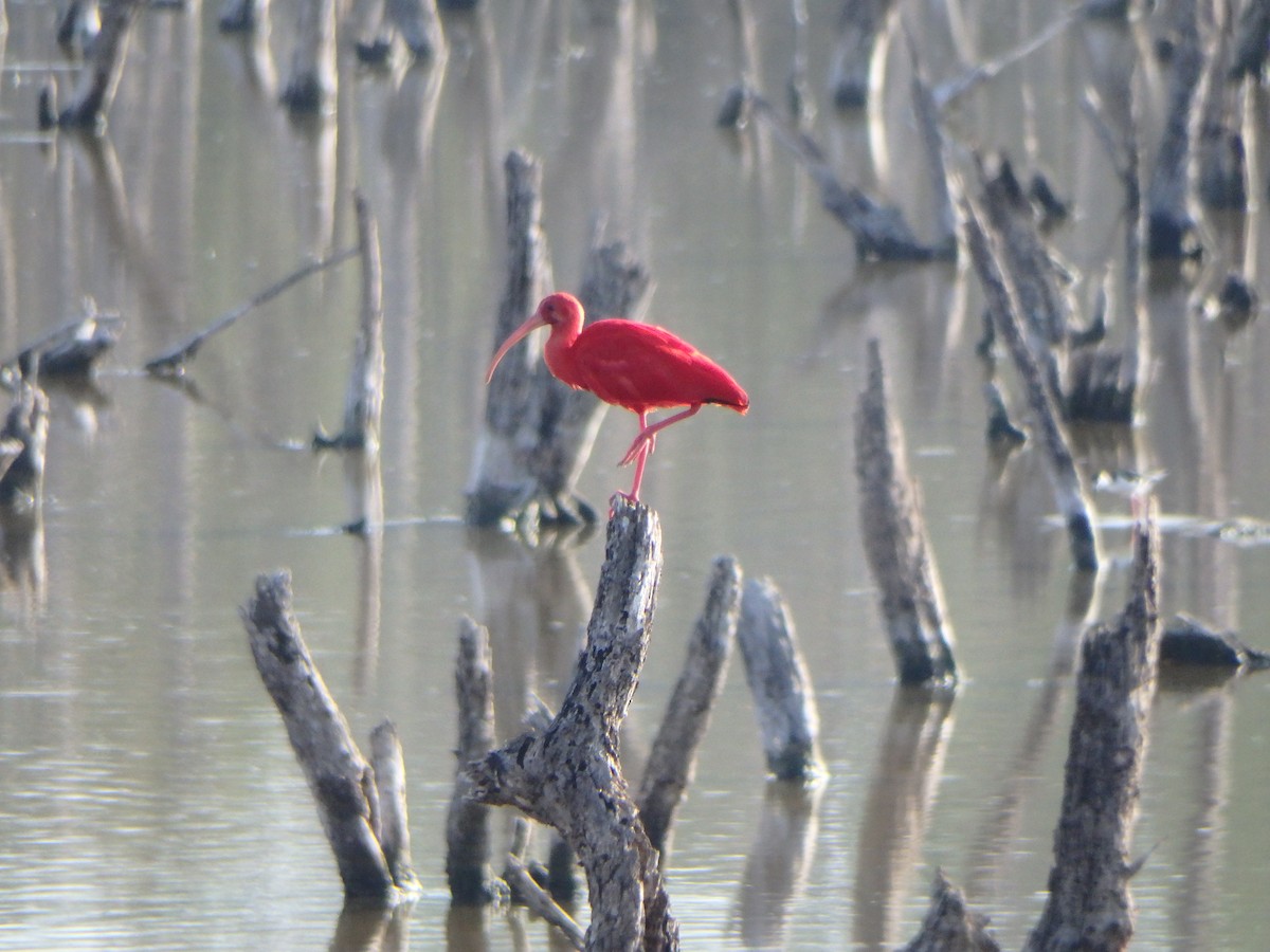 Al Aynak - ML644539269