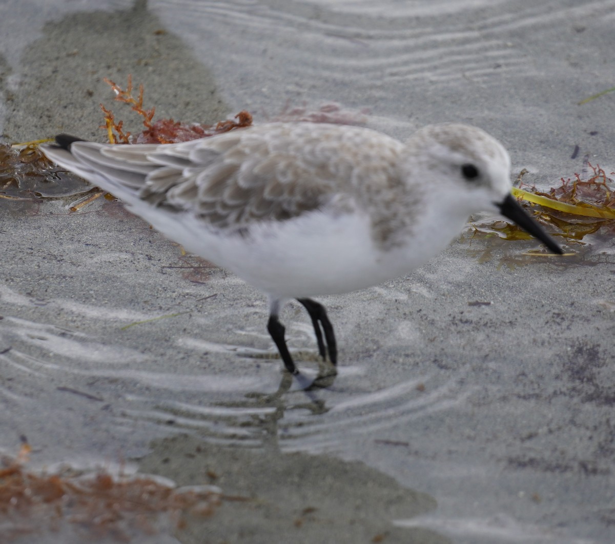 Sanderling - ML644539274