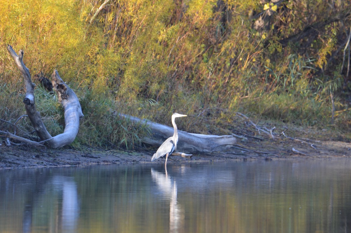 Great Blue Heron - ML644539284